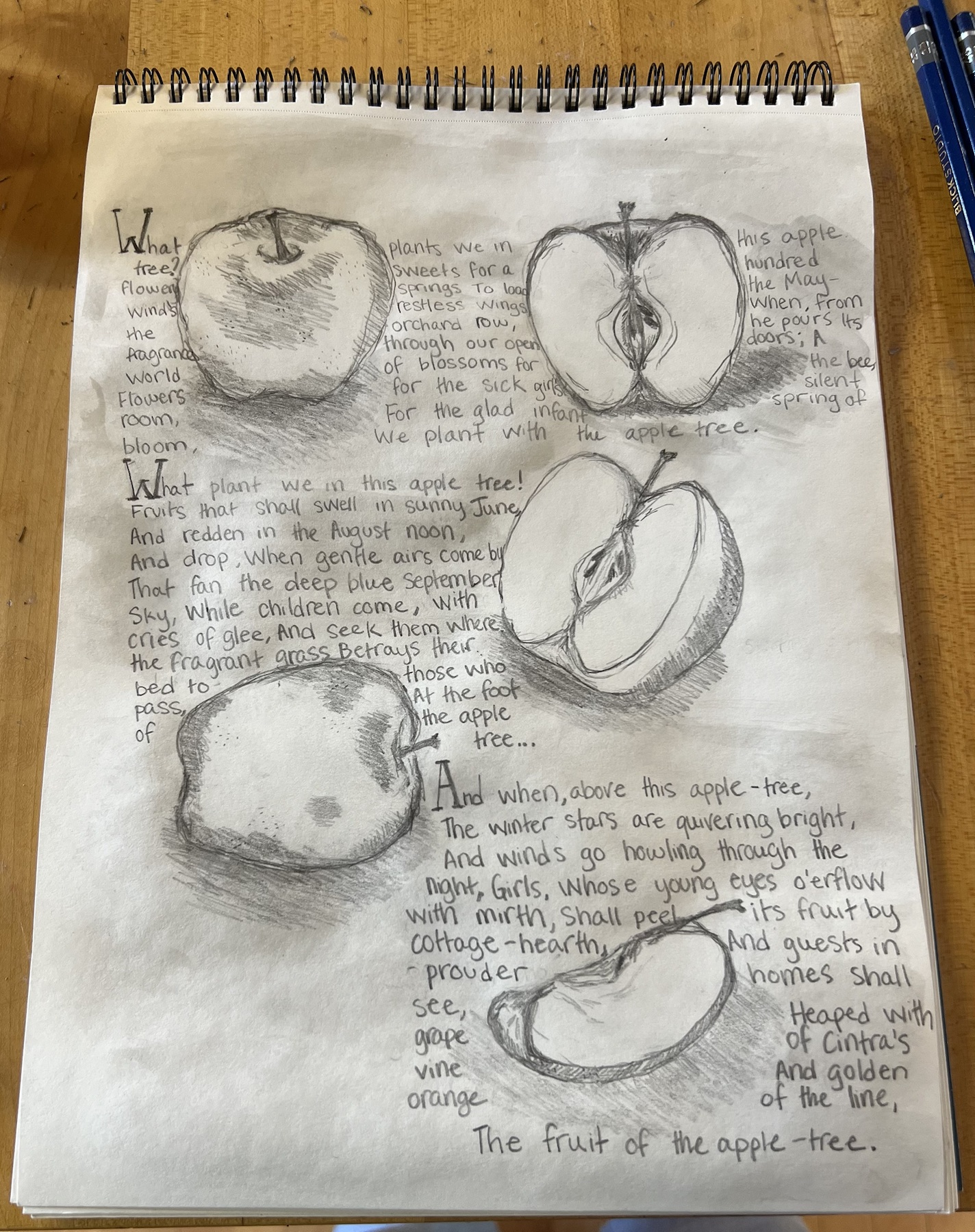 Illustrated study of apples with handwritten notes