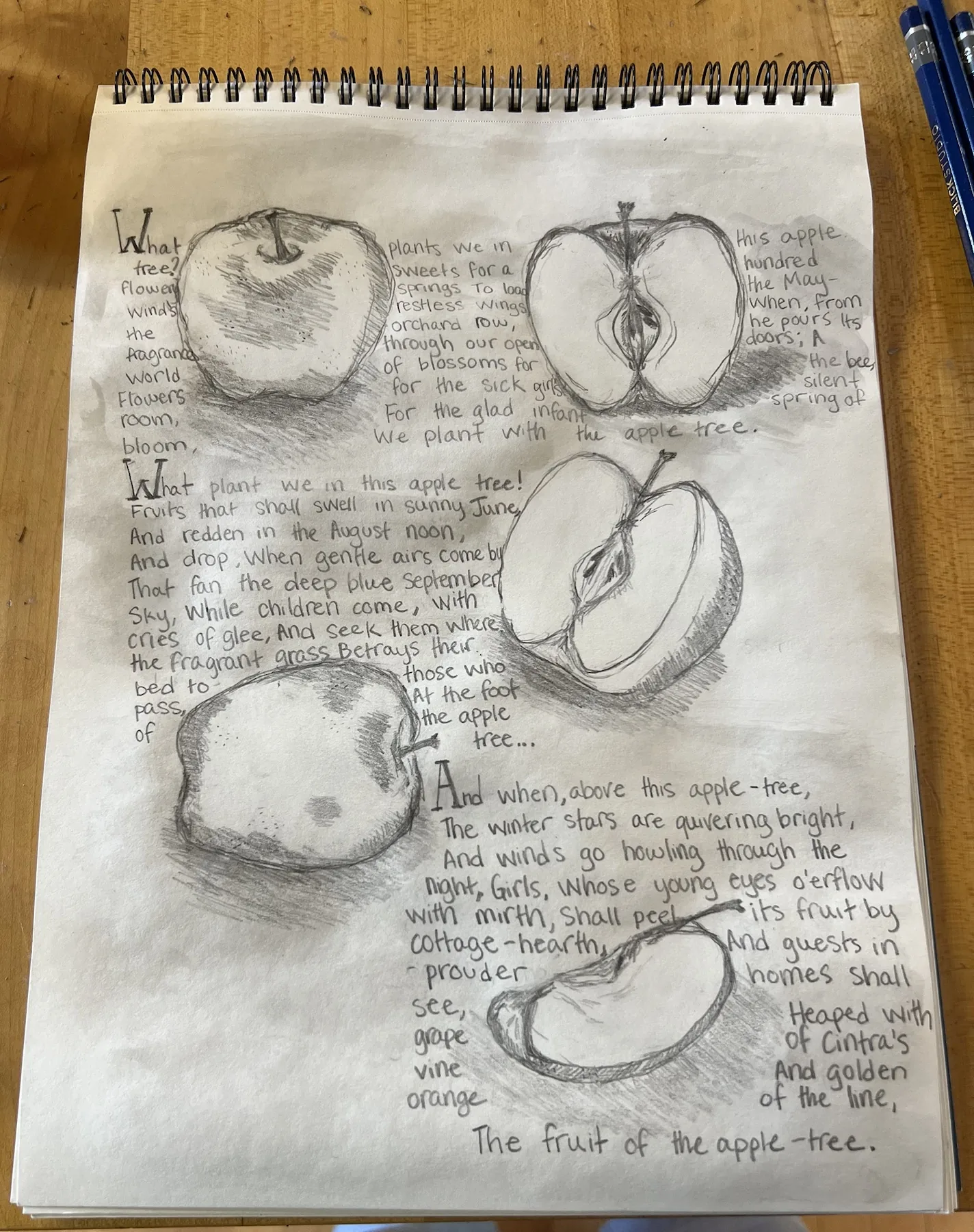 Illustrated study of apples with handwritten notes