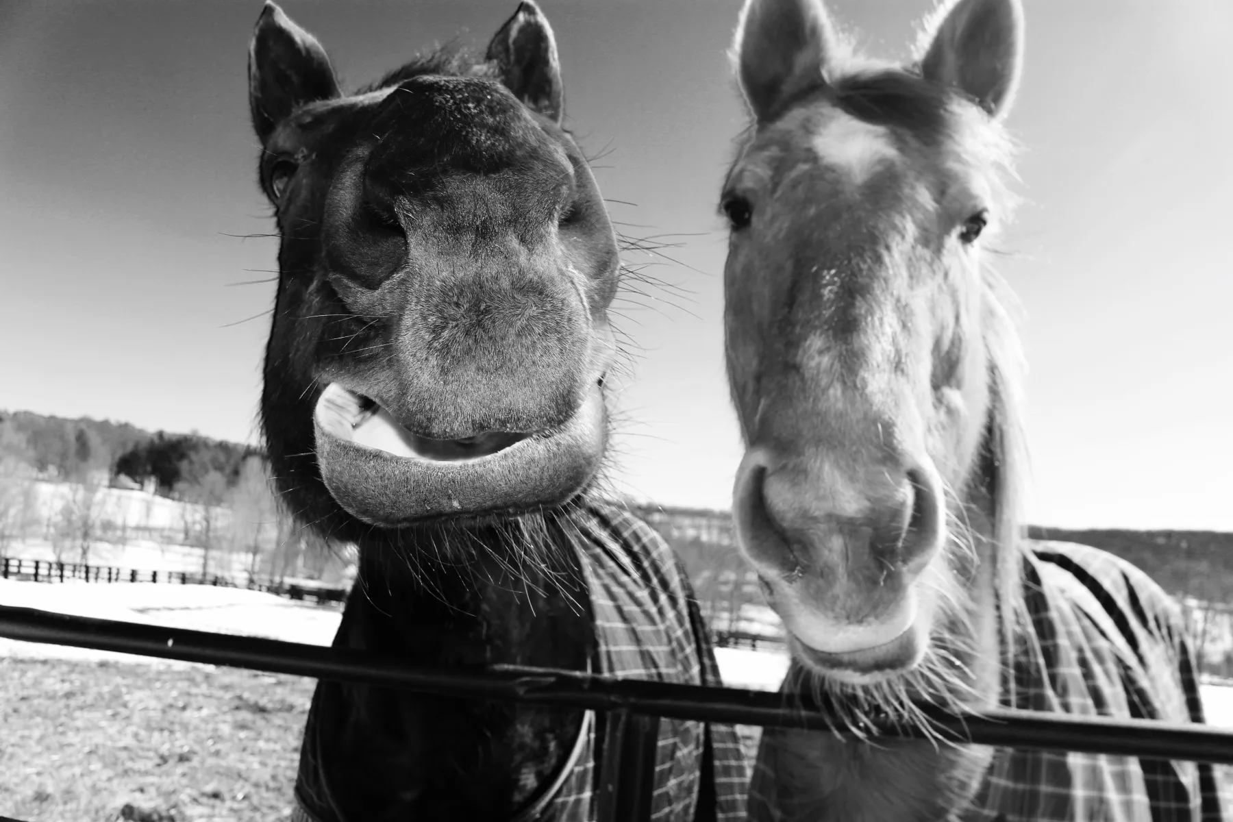 Close black-and-white portrait of two horses in a snowy pasture